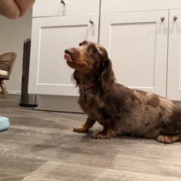 Dachshund puppies from Dogwood Mountain Dachshunds
