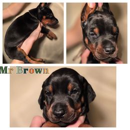 Male 2 - Black and rust male Doberman Pinscher puppy in Vernonia, Oregon from Living Hope Dobies and Doxies