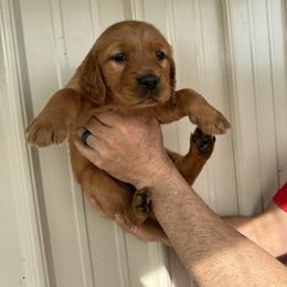 Girl 3 - Dark golden female Golden Retriever puppy in Arnaudville, Louisiana from Taylor Made Retrievers