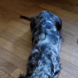 Marley - Dachshund