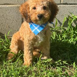 Patrick - Sable male Goldendoodle puppy in Lancaster, Kentucky from Dream Paws Puppies, LLC