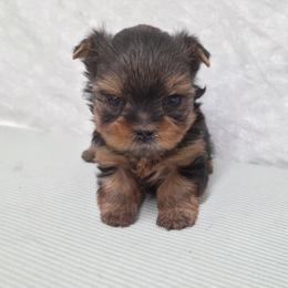 Tot - Blue and gold male Yorkshire Terrier puppy in Monticello, Iowa from Ashley’s Puppies
