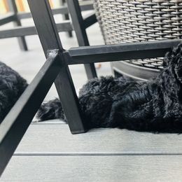 Sheepadoodle Puppies from Downriver Doodles