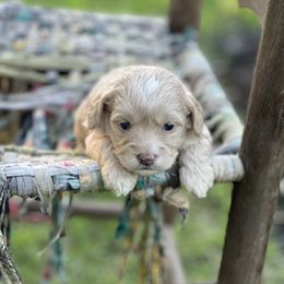Cockapoo Puppies from East St. Poodles & Doodles