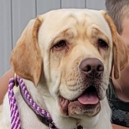 Aspen - Labrador Retriever