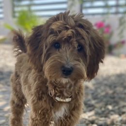 Pixie - Goldendoodle