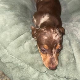 Dapple female - Dapple female Dachshund puppy in Woodward, Oklahoma from Wiener Dreams Dachshunds