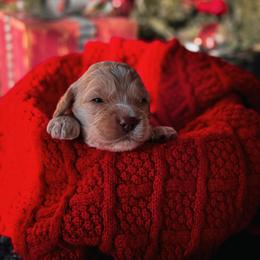 Frosty - Buff and white male Cockapoo puppy in Midwest City, Oklahoma from Strawberry Hill Puppy Patch
