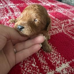 Reed - Red male Cavapoo puppy in Osseo, Michigan from Smiths Fluffy butts