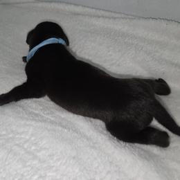 Black boy. Blue collar - Black male Great Dane puppy in Hickman, Kentucky from Tidal Wave Danes