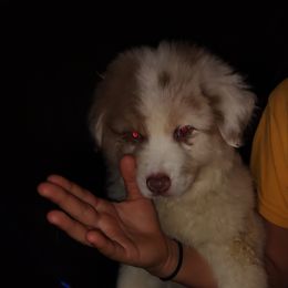 Australian Shepherd Puppies from Heritage Creek Preservation Farm