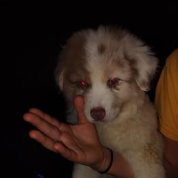 Australian Shepherd Puppies from Heritage Creek Preservation Farm