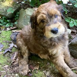 Whoodle Puppies from RockyRiverDoodles