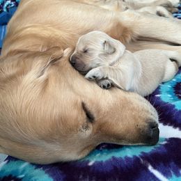 Golden Retriever Puppies from Golden Hour Golden Retrievers