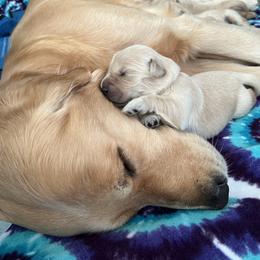 Golden Retriever Puppies from Golden Hour Golden Retrievers