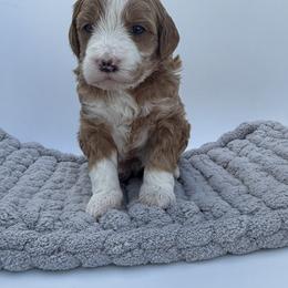 Heart - Red  female Goldendoodle puppy in Clinton, Utah from Golden Law Kennels
