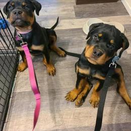 Rottweiler Puppies from Bronx Von Bridges Rottweilers