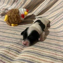 Olive - Piebald female Dachshund puppy in East Dover, Vermont from Audet’s Mini Dachshunds