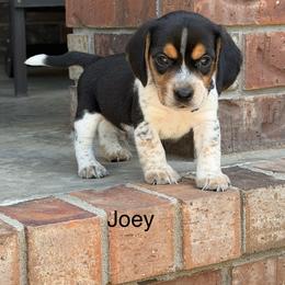Joey - Black tan and bluetick male Beagle puppy in Mansfield, Missouri from Rippee Creek Kennel