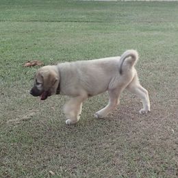Kangal Puppies from DASA Ridge Kangals