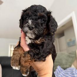 Truffle - Tri-color male Cavapoo puppy in West Olive, Michigan from House of Cavapoos