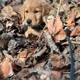 Golden Retriever Puppies from Lake Van Kennels