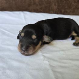 Maui - Black and cream female Dachshund puppy in Eldon, Missouri from Pure Joy Dachshunds