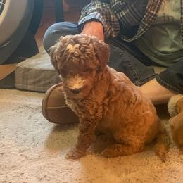 Harley - Apricot male Goldendoodle puppy in Haddam, Kansas from Golden B Acres