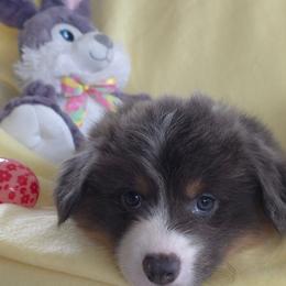 Millie - Fawn female Pembroke Welsh Corgi puppy in Decatur, Illinois from Smilin Corgis