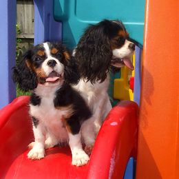 Cavalier King Charles Spaniel Puppies from Claymoore Cavaliers
