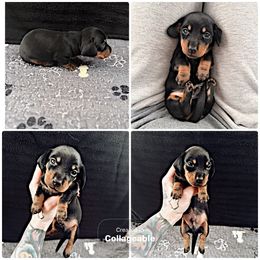 Boy 1 - Black and tan male Dachshund puppy in Madison, Wisconsin from SK Dashing  Dachshunds