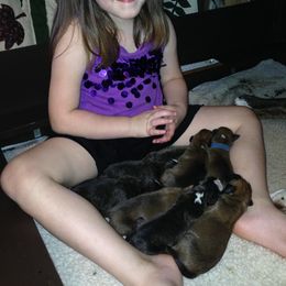 Boxer Puppies from Quinney’s Boxers