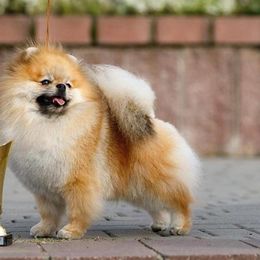 French Bulldog and Pomeranian All Grown Up from Sugarbomb