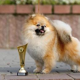 French Bulldog and Pomeranian All Grown Up from Sugarbomb
