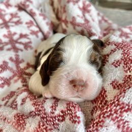 Arthur - Liver white and tan male English Springer Spaniel puppy in Wilmer, Alabama from Southbend Springers