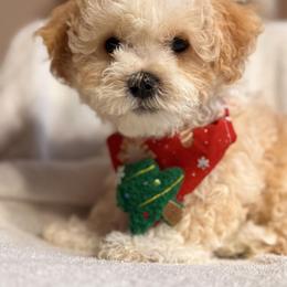 Cappuccino - Cream male Shichon puppy in Fort Lauderdale, Florida from Nona's Shichons
