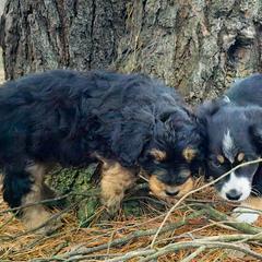 Australian Mountain Doodle, Bernedoodle, Companion Cross, and Shihpoo Puppies from Perfect Companion Puppies