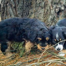 Australian Mountain Doodle, Bernedoodle, Companion Cross, and Shihpoo Puppies from Perfect Companion Puppies