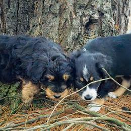 Australian Mountain Doodle, Bernedoodle, Companion Cross, and Shihpoo Puppies from Perfect Companion Puppies
