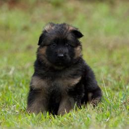 Magma - Black and red male German Shepherd puppy in Windsor, South Carolina from Sinister Shepherds