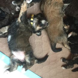 Bernedoodle Puppies from Cry Woof LLC