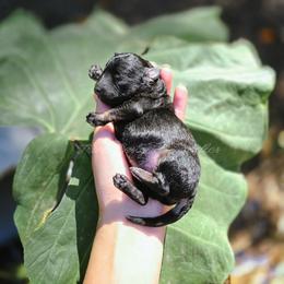 Coal - Black phantom male Aussiedoodle puppy in Centreville, Mississippi from Trin's Designer Doodles