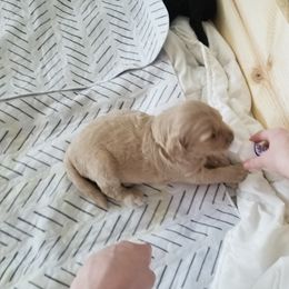 Bernedoodle and Goldendoodle Puppies from Cookies and Cream Doodles