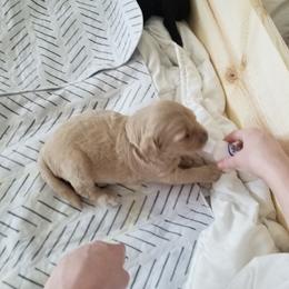 Bernedoodle and Goldendoodle Puppies from Cookies and Cream Doodles