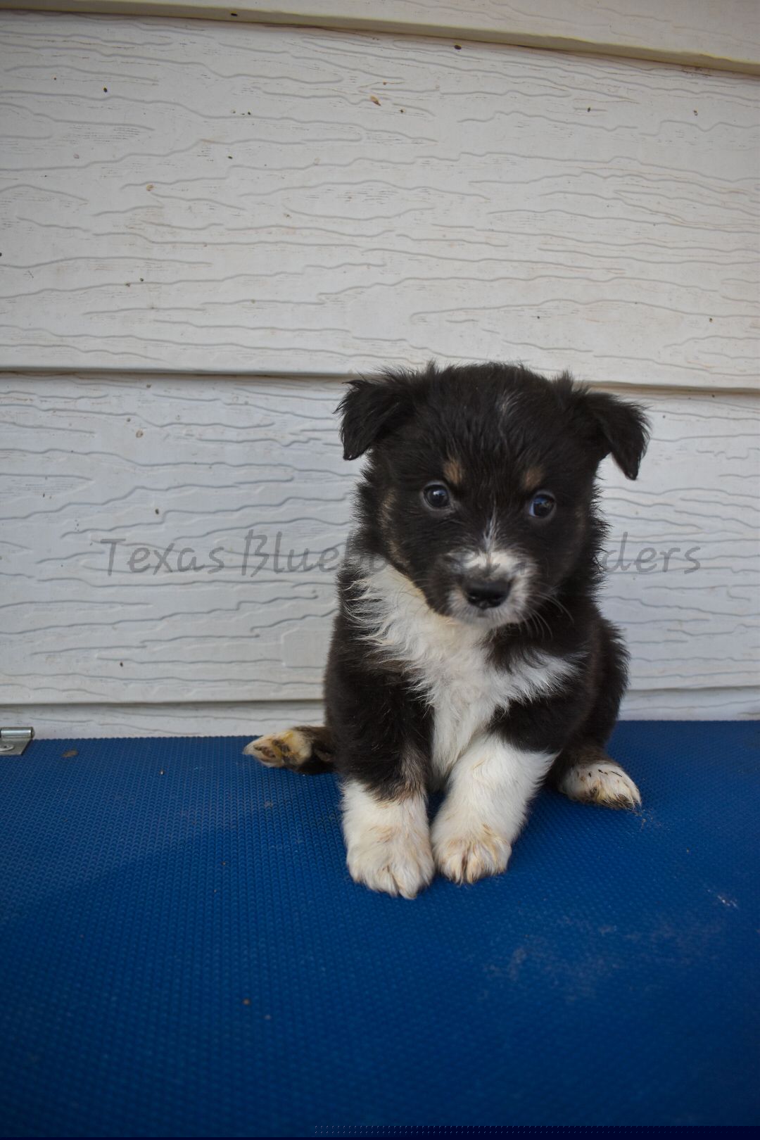 Girl 5 - Black tri-color female Australian Shepherd puppy in Lubbock, Texas from Texas Bluebonnet Herders