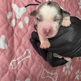 Australian Shepherd Puppies from Good Karma Aussies