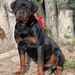 Sancho - Rottweiler