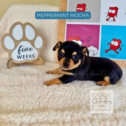 Peppermint Mocha - Black and tan male Chihuahua puppy in Woodstock, Georgia from iChihuahuas Kennel