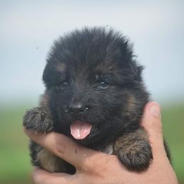 German Shepherd Puppies from Haus Godwin
