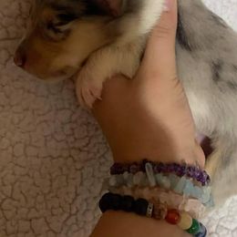 Collie and English Springer Spaniel Puppies from Briarcreek